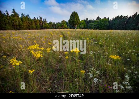 Genièvre solitaire sur la prairie avec herbe et fleurs Banque D'Images