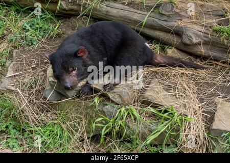 Un diable de Tasmanie qui pose à l'entrée de son coin de détente au Tasmanian Devil conservation Park à Taranna en Tasmanie, en Australie. Banque D'Images