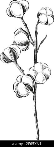 Fleur de coton vectorisée à la main sur fond blanc. Illustration de Vecteur