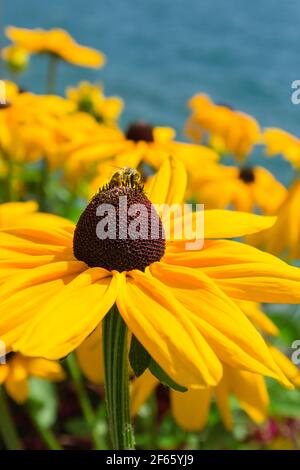 Echinacea jaune paradoxa (fleur conique) avec abeille sur fond brun bourgeon.jaune floral. Bokeh et arrière-plan flou au printemps. Banque D'Images