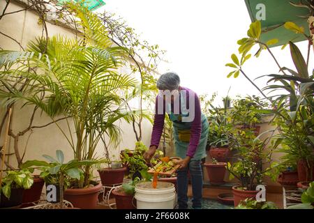 Une femme qui fait du compost à partir de restes de cuisine dans le balcon Banque D'Images