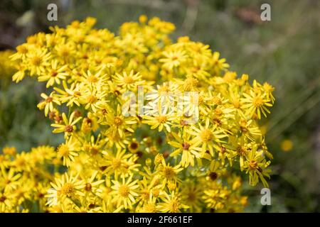 Fleurs jaunes poussant dans le comté de Durham - Jacobaea vulgaris aka ragwort commun, puant willie, ragwort tansy, benweed Banque D'Images