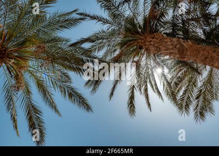 Palmiers dans la lumière du soleil contre le ciel bleu sur une plage tropicale. Banque D'Images