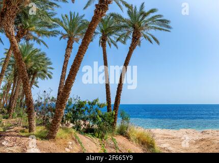 Palmiers sur une plage de corail ensoleillée Banque D'Images