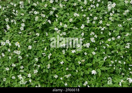 Une épaisse souche d'anémones en bois blanc (Anemone nemorosa) près de Mariehamn, aux îles Aland, en Finlande, au printemps. Banque D'Images