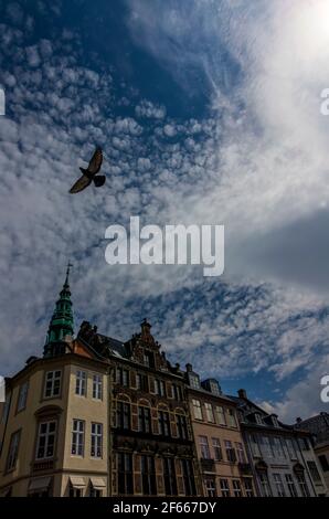 Un pigeon en vol contre un ciel de maquereau et la tour du centre d'art contemporain Kunstthallen Nikolaj / Nikolaj, Copenhague, Danemark. Banque D'Images