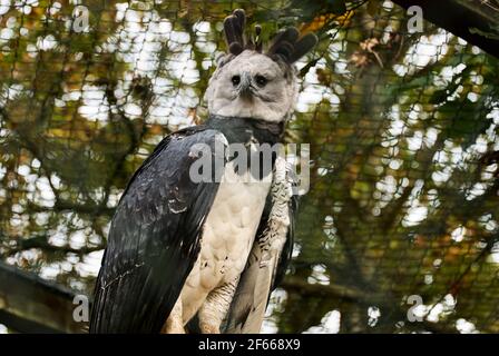 L'aigle harpie, Harpia harpyja, est également appelé l'aigle harpie américain est l'une des plus grandes espèces d'aigles au monde. Elle se trouve dans le haut Banque D'Images