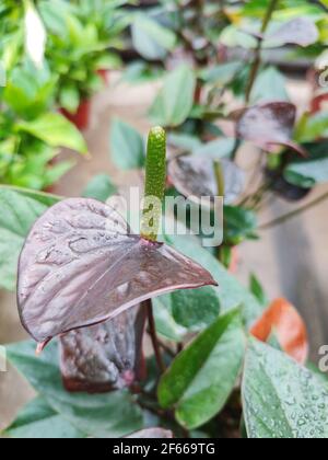 Belle fleur noire d'anthurium en fleurs après la pluie Banque D'Images