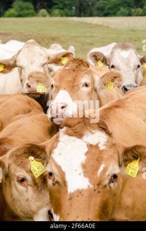 BOS Taurus, vaches inquistives, bétail brun domestique dans un pâturage dans la campagne en Rhénanie-Palatinat, Allemagne, Europe occidentale Banque D'Images