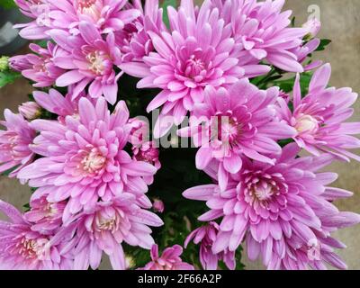 Fleurs de chrysanthème rose fleurissent dans un jardin de fleurs ou une serre. Magnifique bouquet de chrysanthème vue de dessus Banque D'Images