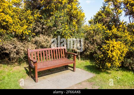 Un banc de parc, entouré par un épaissis de Gorse en pleine floraison lors d'une journée de printemps claire et ensoleillée en Écosse Banque D'Images