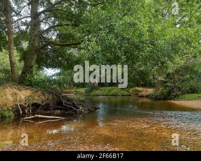 Une rivière peu profonde serpente sous des arbres matures tandis que les ondulations captent la lumière. Au milieu du feuillage, quelqu'un a accroché une corde balançoire quand l'eau est plus profonde Banque D'Images