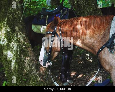 La tête du cheval est éclairée par les rayons du soleil son chemin à travers le feuillage en forêt Banque D'Images