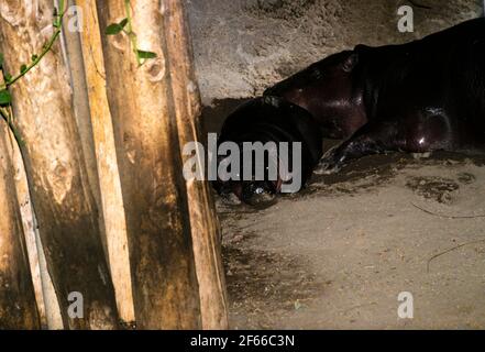 Pygmée Hippopotamus (Choeropsis liberiensis ou Hexaprotodon liberiensis) mère avec bébé Banque D'Images