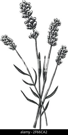 Fleurs de lavande dessinées à la main, isolées sur fond blanc. Illustration de Vecteur