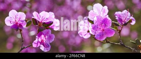 Libre tourné de Rhododendron dauricum fleurs sur fond flou de buissons en florescence Banque D'Images