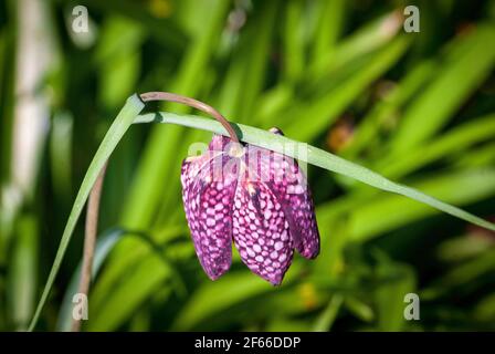 Fritilaria meleagris est une espèce eurasienne de plantes à fleurs de la famille des liacées. Fritilaria, la tête du serpent. Banque D'Images