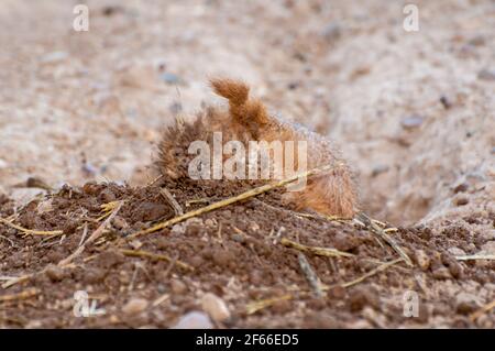 Apple Valley, mn. Chien de prairie à queue noire, Cynomys ludovicianus. Le chien des Prairies se déplace de la terre pour améliorer l'entrée de son terrier. Banque D'Images