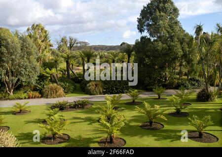 Logan Botanic Gardens, de Rhins of Galloway, Scotland, UK Banque D'Images