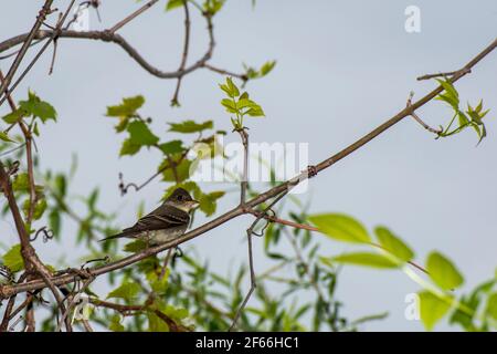 Vadnais Heights, Minnesota. John H. Allison Forest. Pewee-bois de l'est, Contopus virens perchés sur une branche de la forêt. Banque D'Images