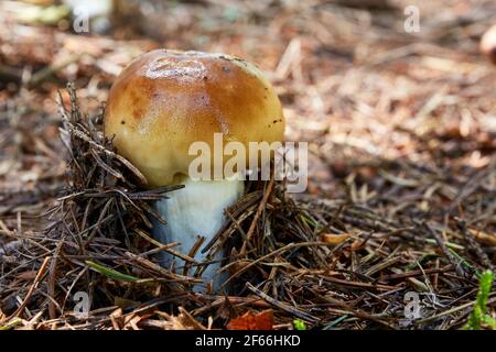 Russula foetens - champignon non comestible. Champignon dans l'environnement naturel. Anglais : Stencking russula Banque D'Images