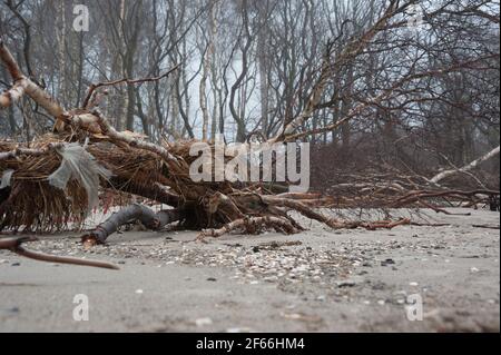 Erstellung am Weststrand vom Ostseebad Prerow auf dem Darß in Mecklembourg-Poméranie-Occidentale Banque D'Images