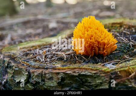 Calocera viscosa - champignon non comestible. Champignon dans l'environnement naturel. Anglais : stagshorn jaune Banque D'Images