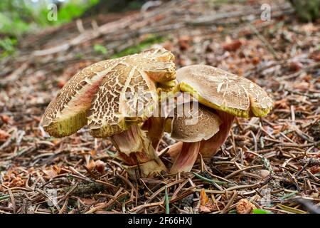 Xerocomellus chrysenteron, connu sous le nom de Boletus chrysenteron ou Xerocomus chrysenteron - champignons comestibles. Champignon dans l'environnement naturel. Anglais : rouge Banque D'Images