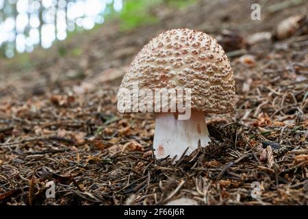 Amanita rubescens - champignons comestibles. Champignon dans l'environnement naturel. Anglais : Fushusher Banque D'Images