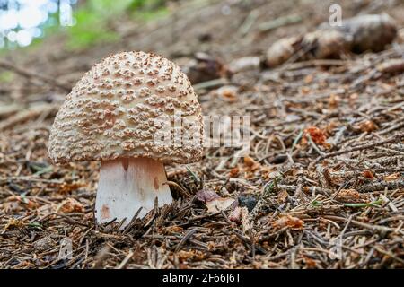 Amanita rubescens - champignons comestibles. Champignon dans l'environnement naturel. Anglais : Fushusher Banque D'Images