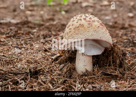 Amanita rubescens - champignons comestibles. Champignon dans l'environnement naturel. Anglais : Fushusher Banque D'Images