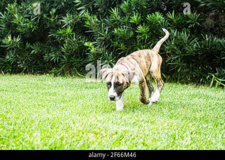 Pitbull chien de chiot marchant sur l'herbe. Florianopolis, Santa Catarina, Brésil. Banque D'Images