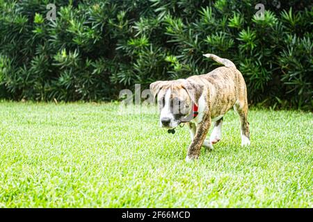 Pitbull chien de chiot marchant sur l'herbe. Florianopolis, Santa Catarina, Brésil. Banque D'Images