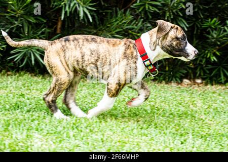 Pitbull chien de chiot courant sur l'herbe. Florianopolis, Santa Catarina, Brésil. Banque D'Images