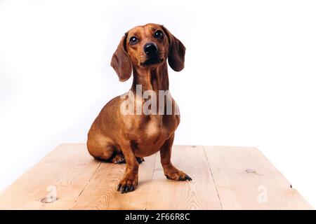 Chien de crachshund avec des cheveux brillants. Un chien d'accompagnement et un ami. Banque D'Images