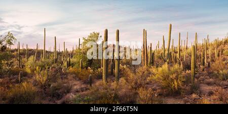 Vue panoramique sur les épaists de Cactus dans les rayons du soleil couchant, parc national de Saguaro, sud-est de l'Arizona, États-Unis. Image en tons Banque D'Images