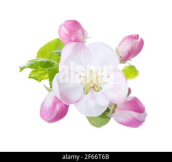 Libre d'Apple Blossoms isolé sur fond blanc. Banque D'Images