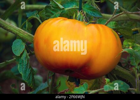 Hillbilly Potato Leaf Tomato est une variété d'origine heurisée qui serait originaire de Virginie-Occidentale, aux États-Unis Banque D'Images