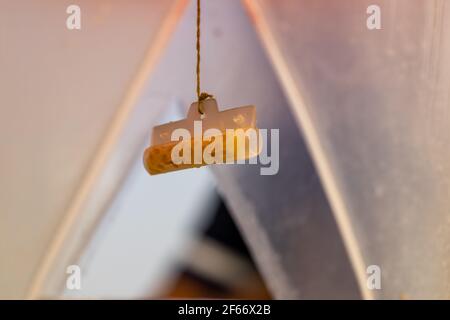 Un grand trou a été fait au milieu d'un un pot en plastique et des plantes toxiques ont été accrochés à l'intérieur parce que le les arbres ont été utilisés pour contrôler les insectes nuisibles Banque D'Images