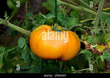 Hillbilly Potato Leaf Tomato est une variété d'origine heurisée qui serait originaire de Virginie-Occidentale, aux États-Unis Banque D'Images