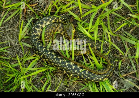 Amphiesma stolatum ou serpent à dos de quille rayé assis dans l'herbe verte le matin. C'est la seule espèce du genre Amphiesma. C'est un typ Banque D'Images