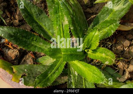 Des feuilles de coriandre hybrides vertes fraîches ont été cultivées dans le Jardin sur le toit sur une casserole et montrant sur le dessus Fermer Jus de feuilles de coriandre Banque D'Images