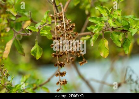 Saint basilic ou Ocimum tenuiflorum, également appelé tulsi ou Tulasi, plante à fleurs et graines de la famille des Lamiaceae, cultivée pour ses feuilles aromatiques Banque D'Images