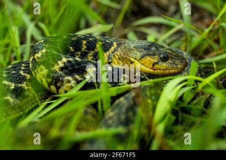 Le matin, lors d'une journée ensoleillée dans l'herbe verte-jaune, le serpent Amphiesma stolatum se cache et chasse longtemps pour la nourriture Banque D'Images