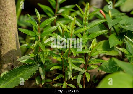 La plante d'arbre grenade, anar ou Punica granatum sur le toit et la grenade est un arbuste fruité décidue de la famille des Lythraceae, sous-famille Banque D'Images