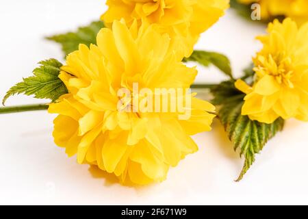 Gros plan de la fleur Kerria Japonica isolée sur fond blanc Banque D'Images