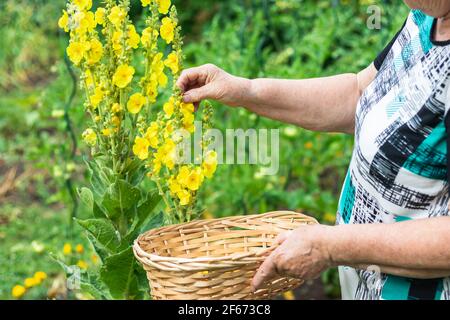 Cueillette de fleurs de Verbascum au panier en osier. Herbe de Mullein jaune dans le jardin. Femme collect verbascum petal pour la médecine de fines herbes Banque D'Images