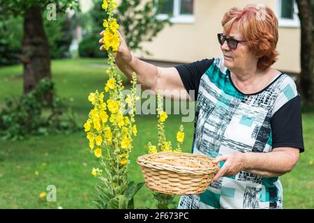 Femme senior cueillant la fleur de verbascum dans le jardin. Femme âgée en bonne santé qui récolte l'herbe de mulléine pour la médecine alternative Banque D'Images