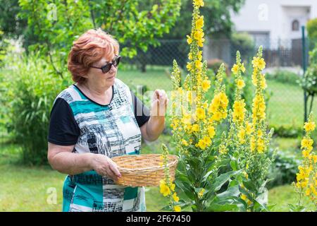 Femme active senior récolte verbascum fleur pour la médecine alternative de fines herbes. Jardin de retraite sain dans le jardin biologique. Herbe de mulléine jaune Banque D'Images