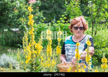 Bonne femme senior cueillant verbascum fleur dans le jardin. Un jardin de retraite souriant et sain en été. Banque D'Images